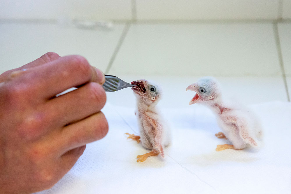 Photographic Social Vision - 01-WILDLIFE-RECOVERY-CENTERS