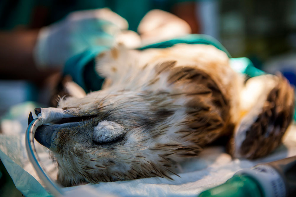 Photographic Social Vision - 05-WILDLIFE-RECOVERY-CENTERS