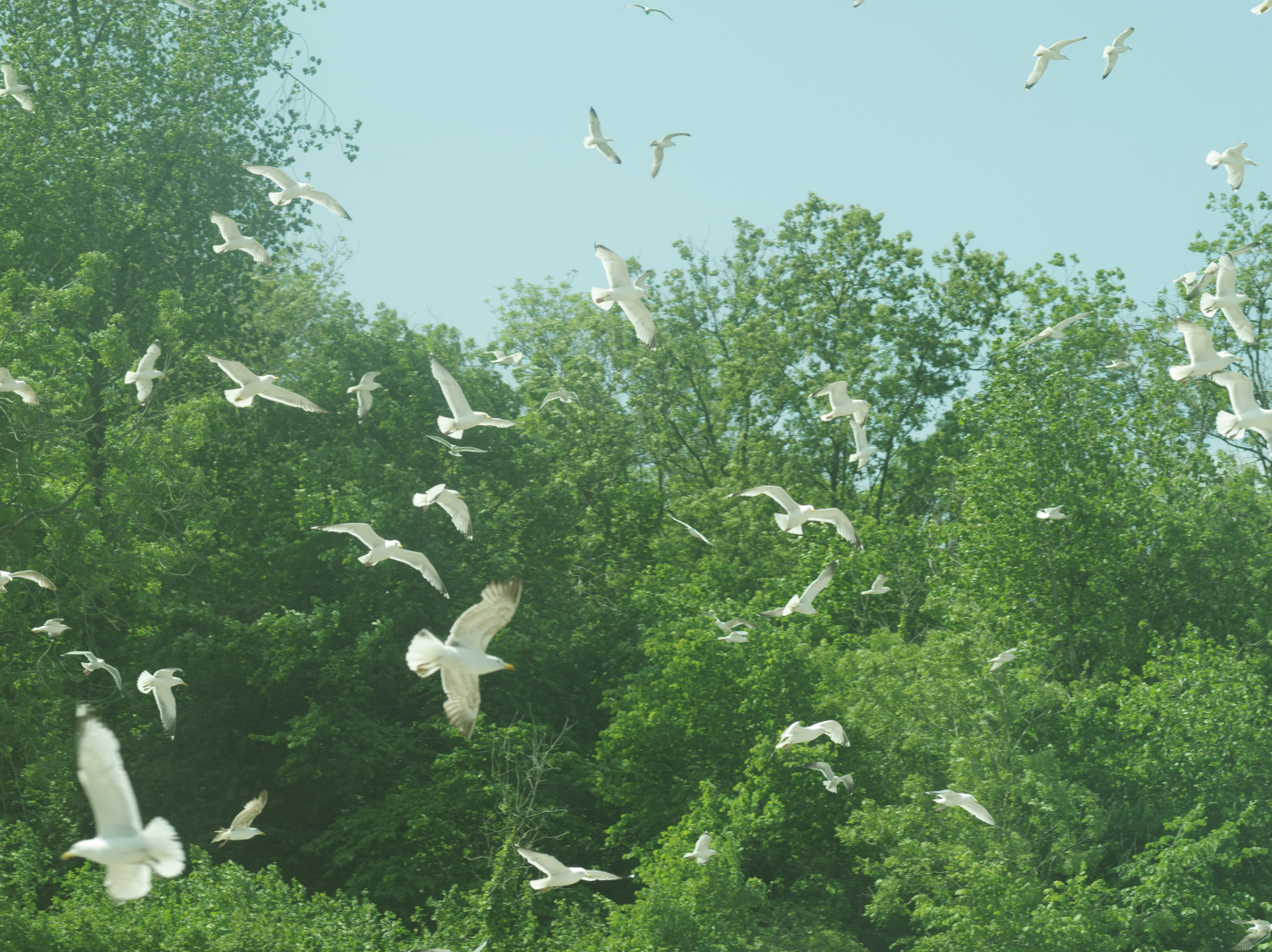 Photographic Social Vision - 11_OHR_artwork